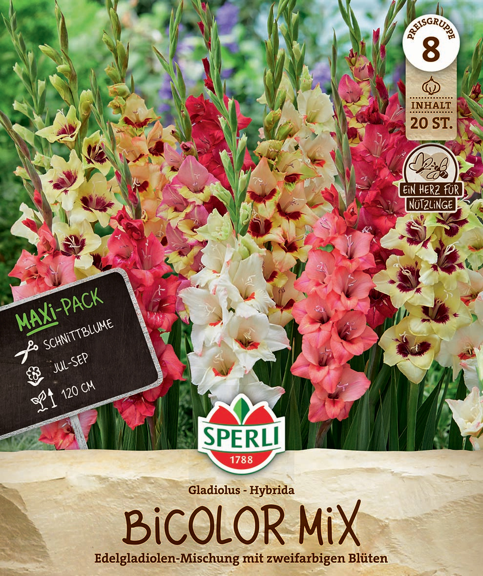 Maxi Pack Gladiolen 2-farbige-Blüten Mischung