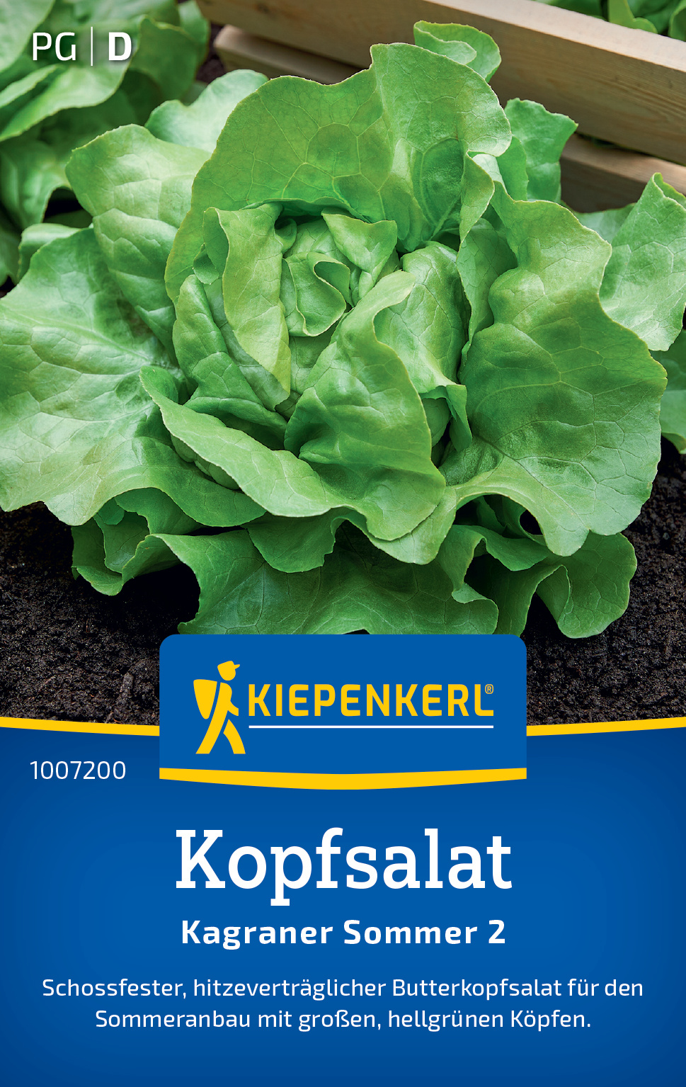 Kopfsalat Kagraner Sommer 2 Kopfsalat Kagraner Sommer 2