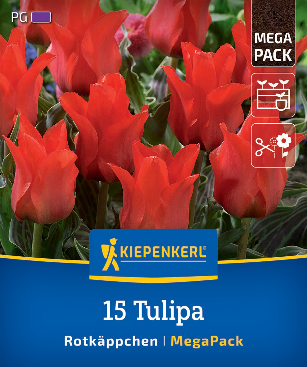 Mega-Pack Greigii-Tulpen Rotkäppchen