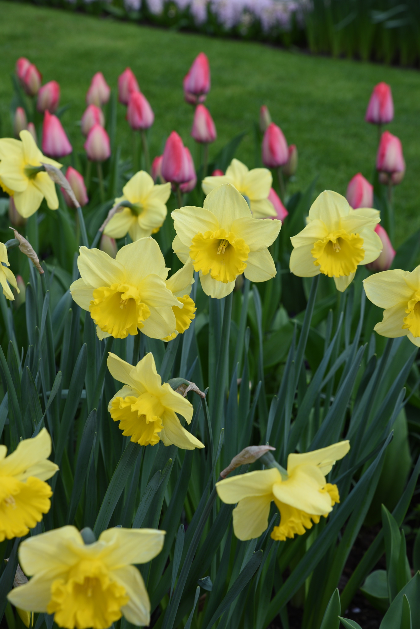 Großkronige Narzissen Carlton Großkronige Narzissen Carlton