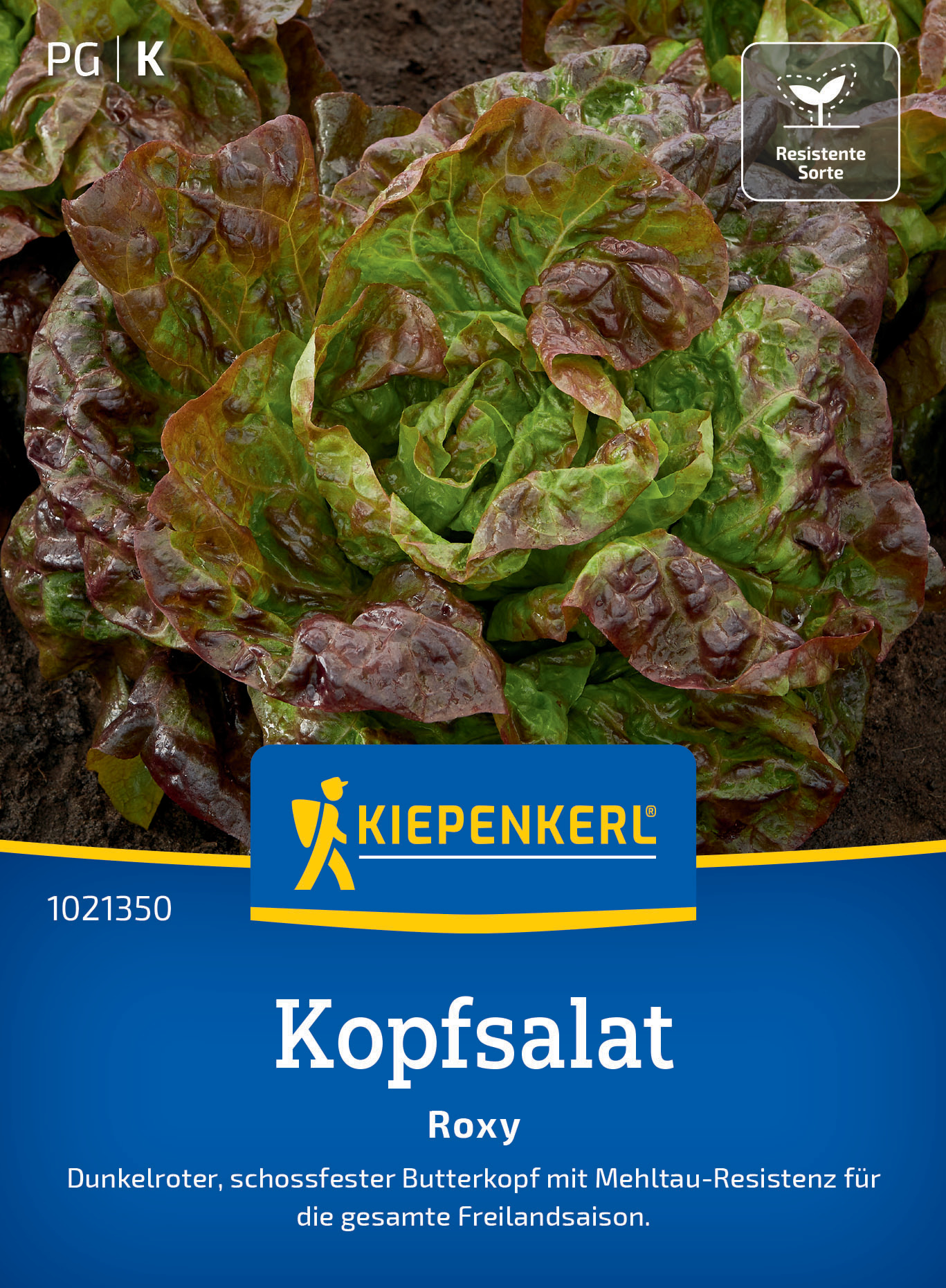 Kopfsalat Roxy Kopfsalat Roxy