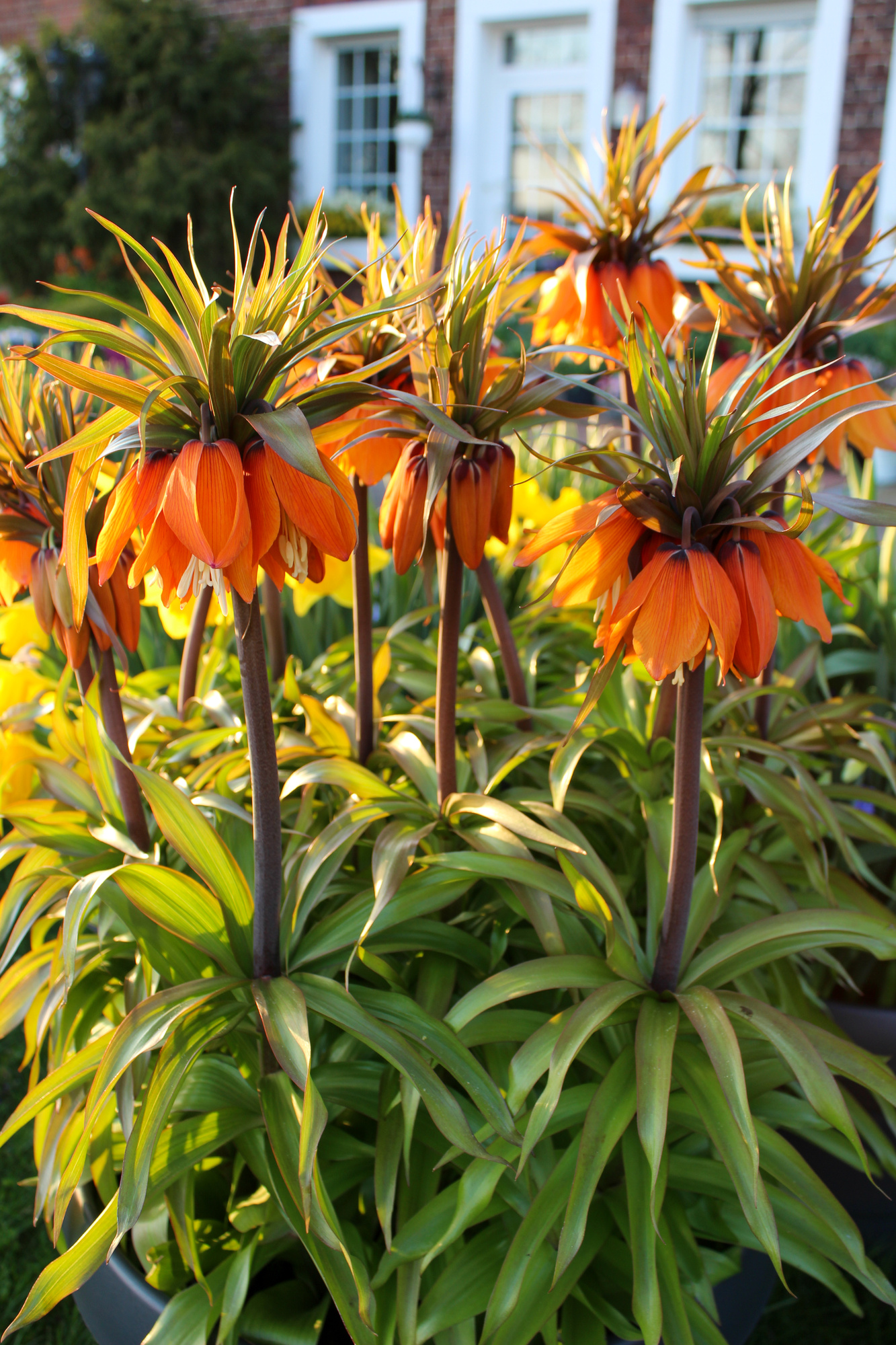 Fritillaria imperialis Orange Beauty Fritillaria imperialis Orange Beauty