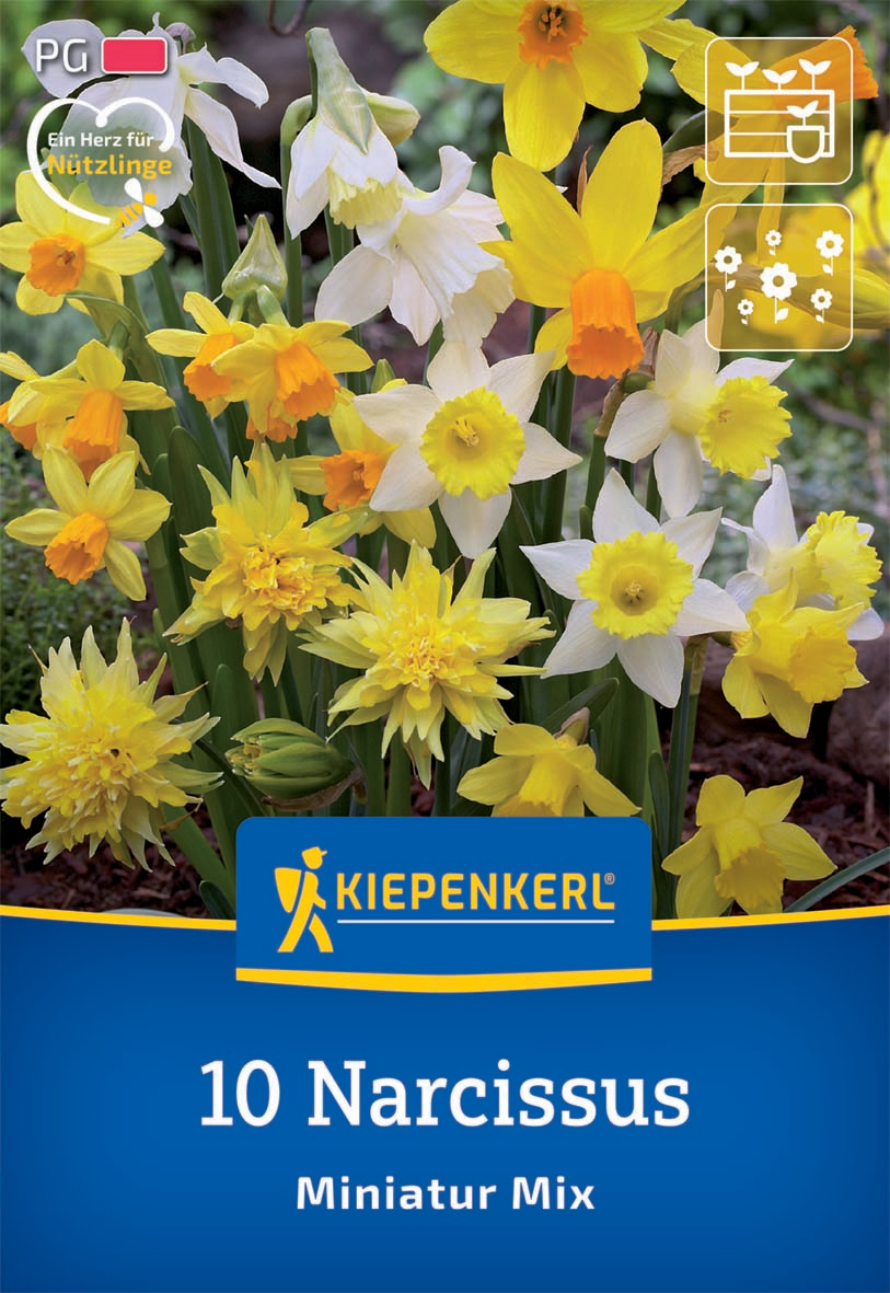 Miniatur-Narzissen Mischung