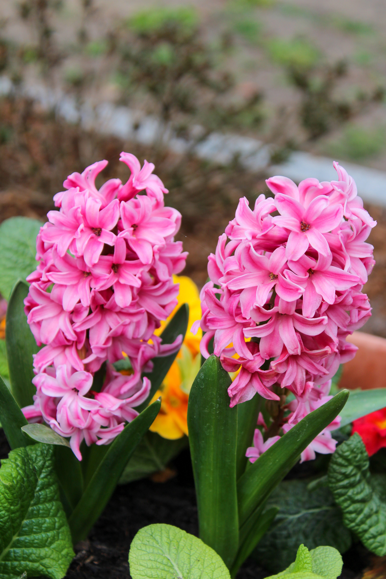 Hyazinthen Pink Pearl