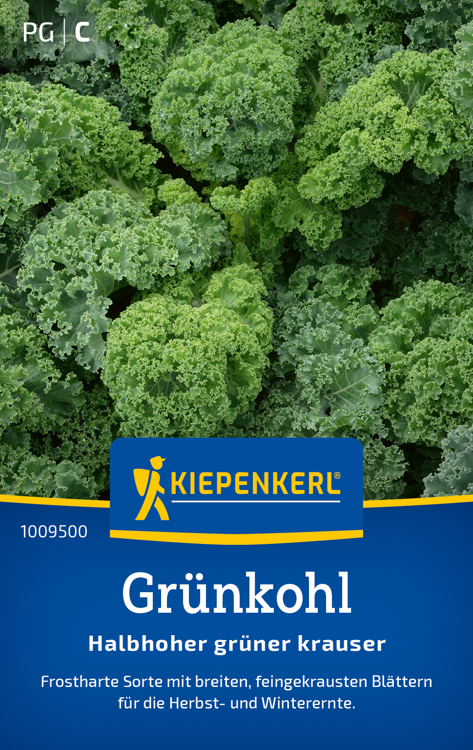 Grünkohl Halbhoher grüner krauser Grünkohl Halbhoher grüner krauser