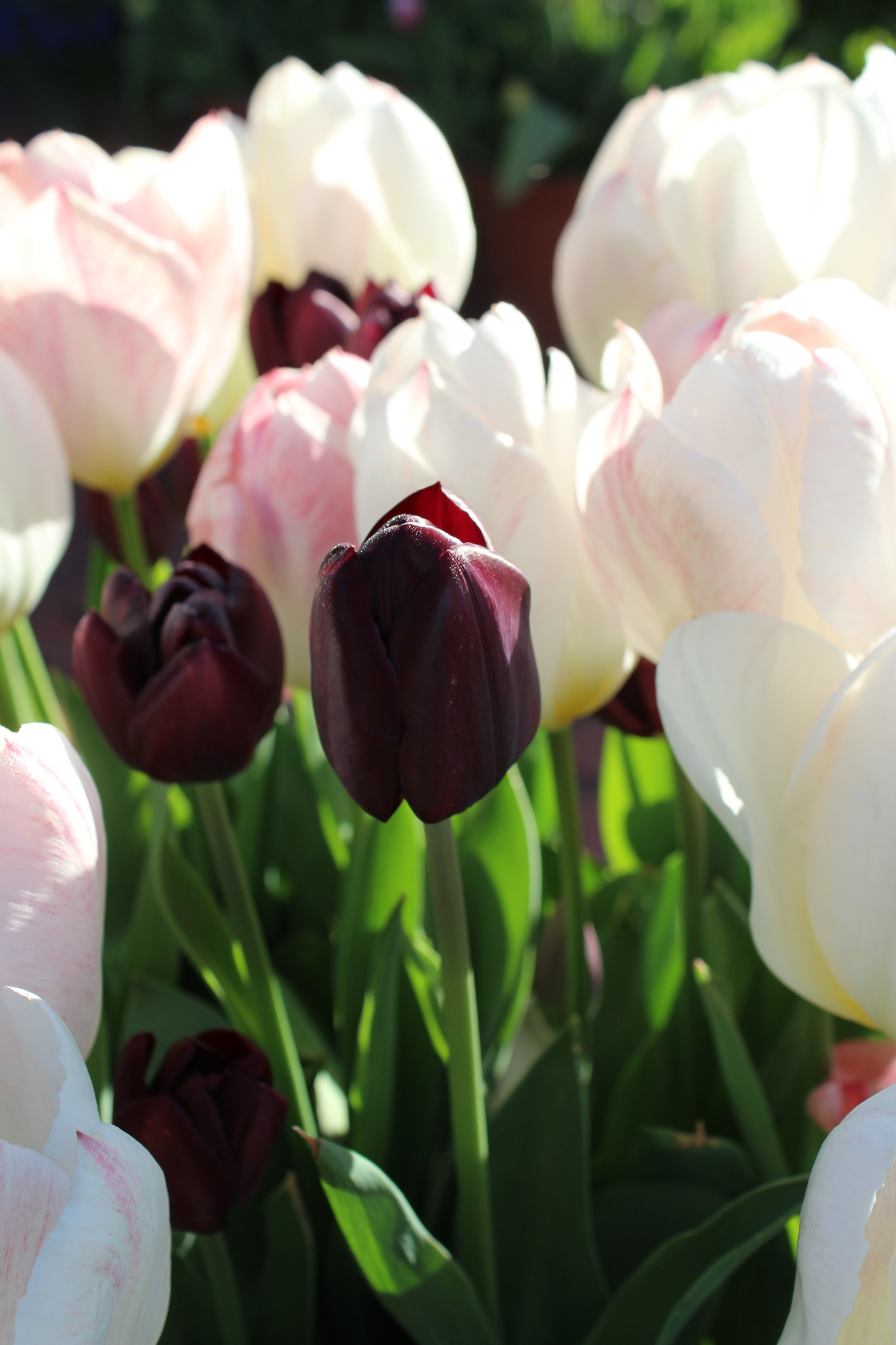 Triumph-Tulpen Havran Triumph-Tulpen Havran