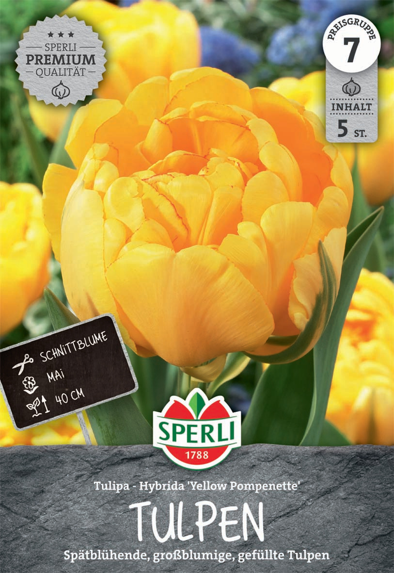 Premium Gefüllte Späte Tulpe Yellow Pompenette