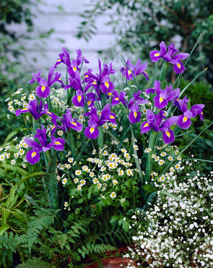 Iris hollandica Blue Magic Iris hollandica Blue Magic