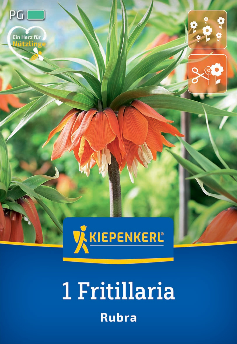 Kaiserkrone Rubra