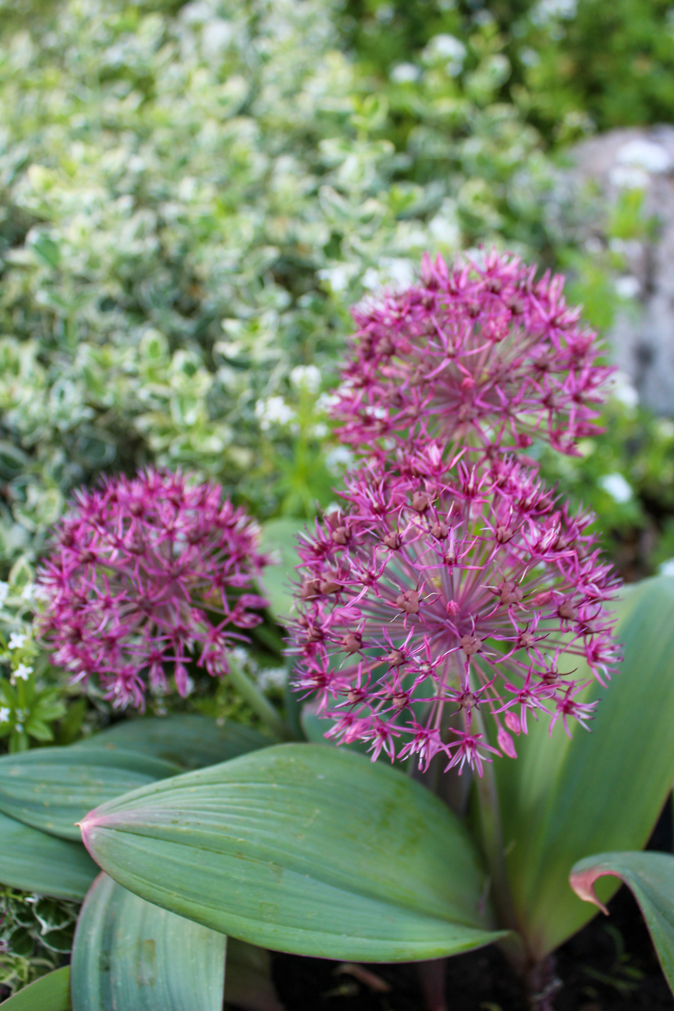 Allium karataviense Red Giant Star Allium karataviense Red Giant Star