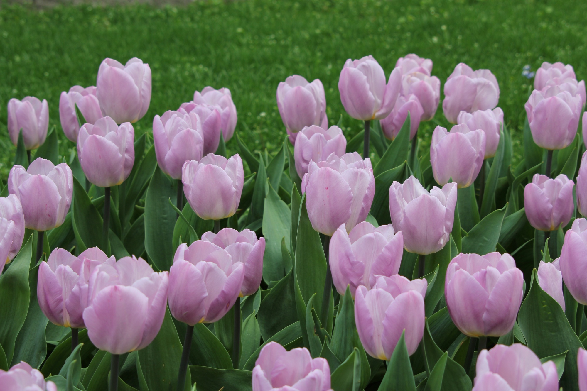 Einfache Frühe Tulpen Candy Prince Einfache Frühe Tulpen Candy Prince