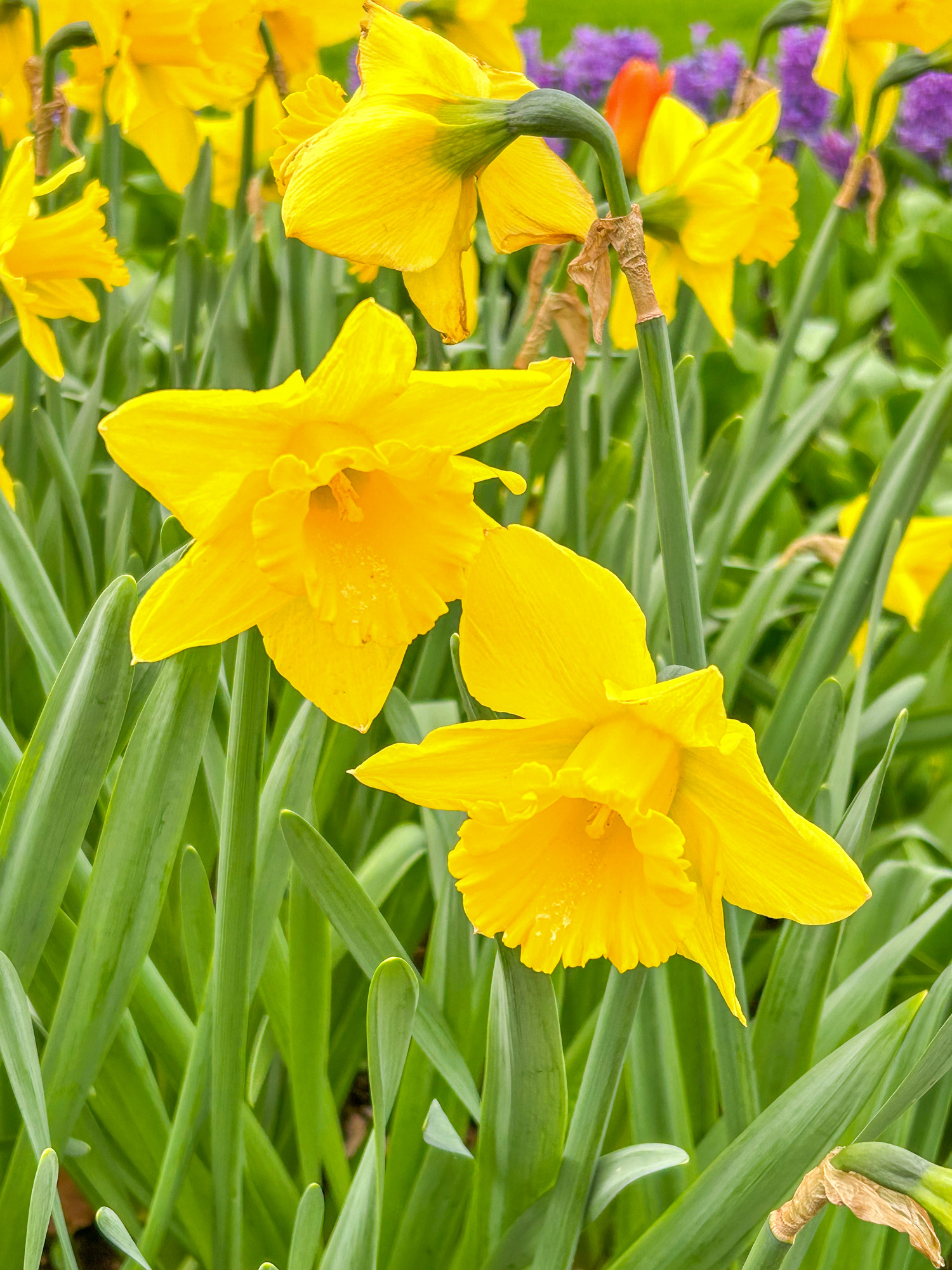 Großkronige Narzissen Tamara Großkronige Narzissen Tamara