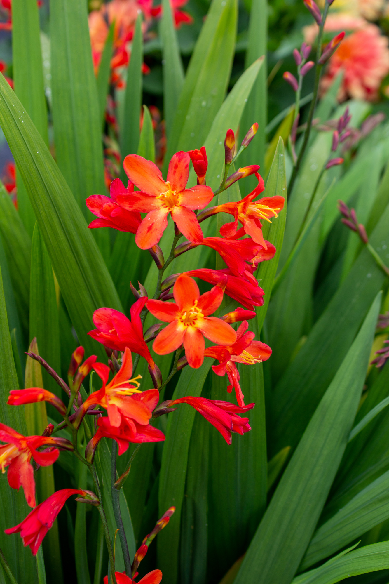 Crocosmien Carmin Brilliant