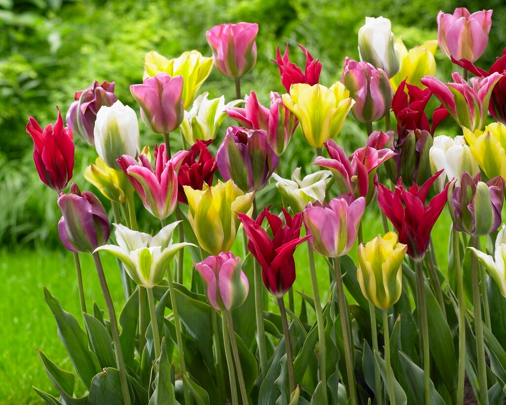 Viridiflora-Tulpen Mischung Viridiflora-Tulpen Mischung