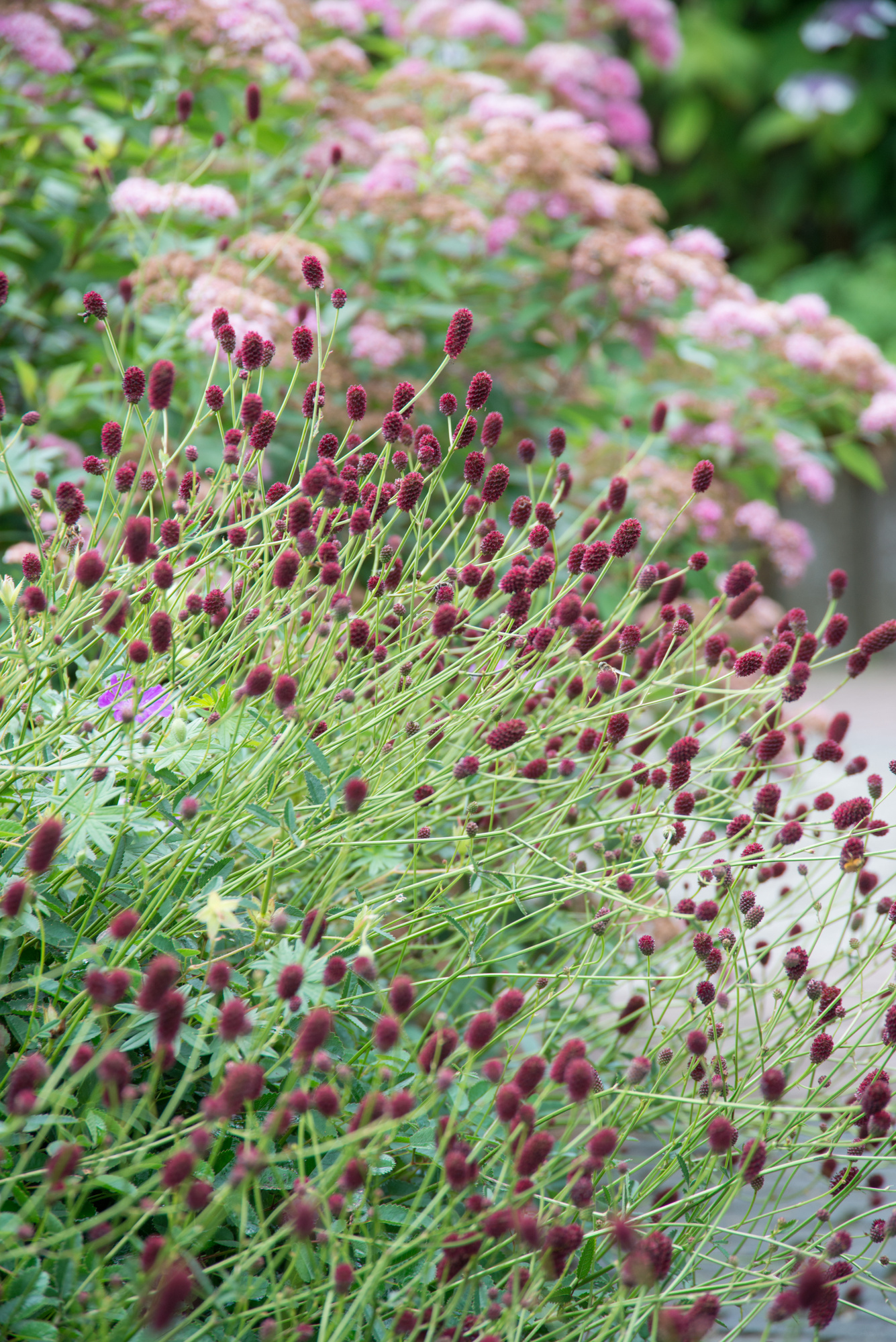 Sanguisorba officinalis Arnhem