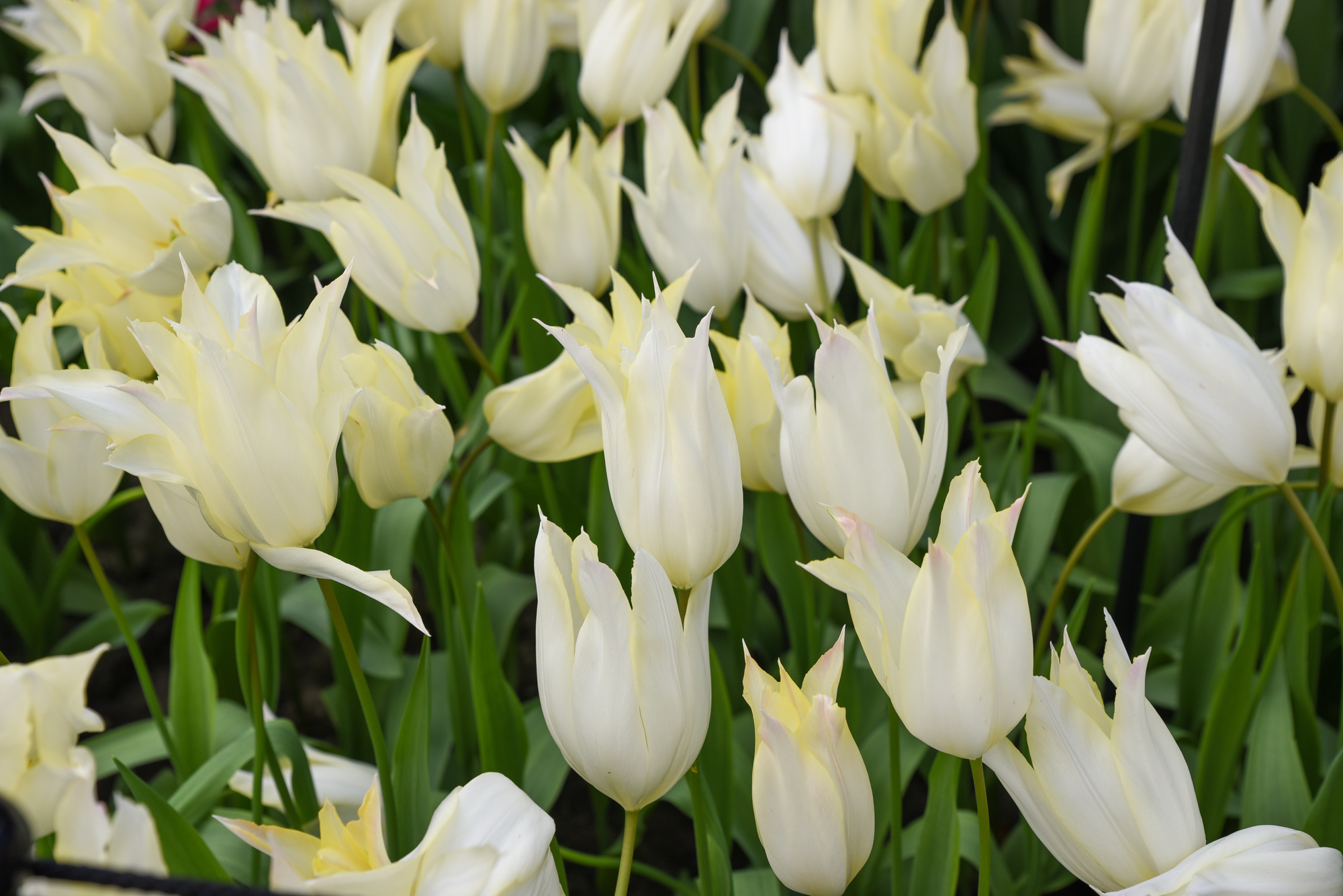 Lilienblütige Tulpen Johan Cruyff Lilienblütige Tulpen Johan Cruyff