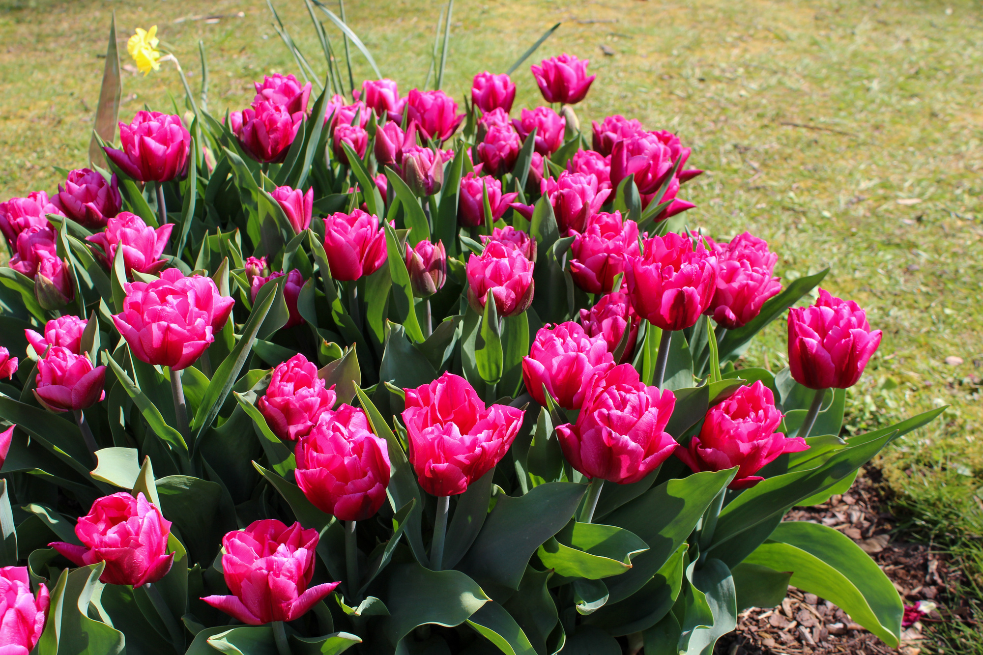 Gefüllte Frühe Tulpen Queen of Marvel Gefüllte Frühe Tulpen Queen of Marvel