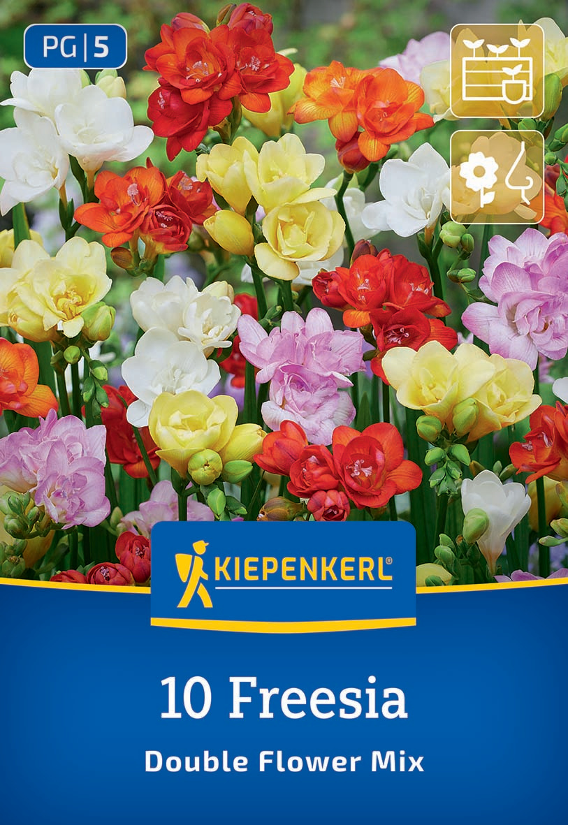 Freesien Mischung gefüllte Blüten Freesien Mischung gefüllte Blüten