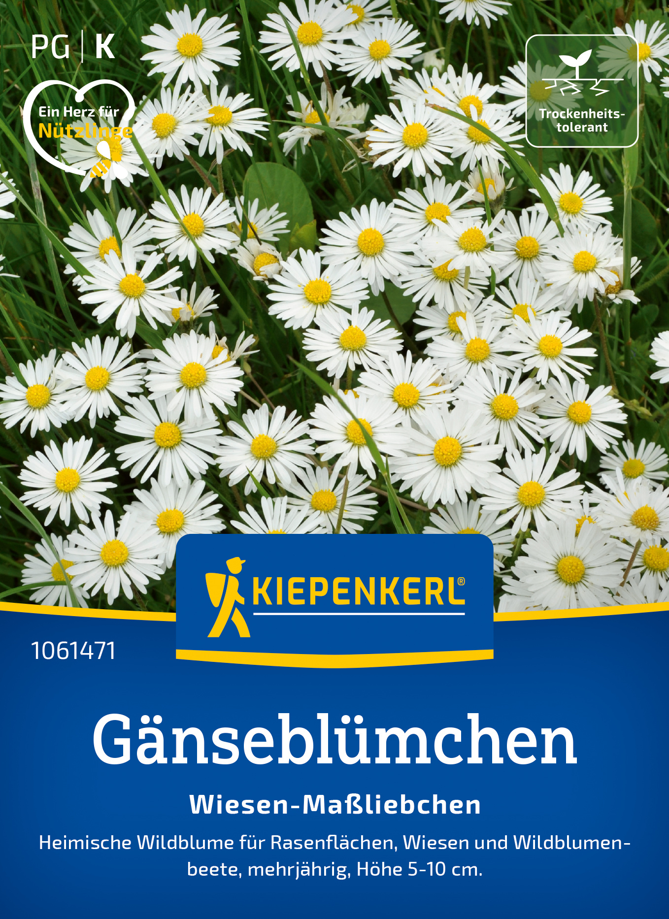 Gänseblümchen Wiesen-Maßliebchen Gänseblümchen Wiesen-Maßliebchen