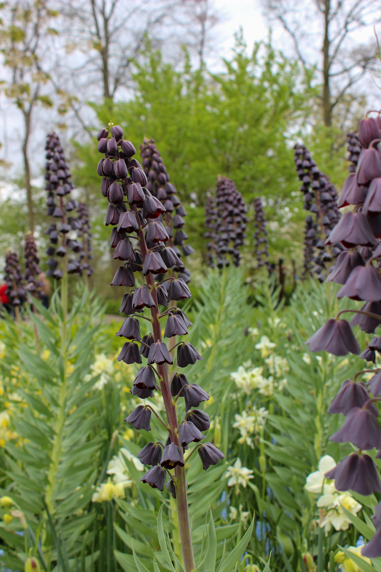 Fritillaria persica Fritillaria persica