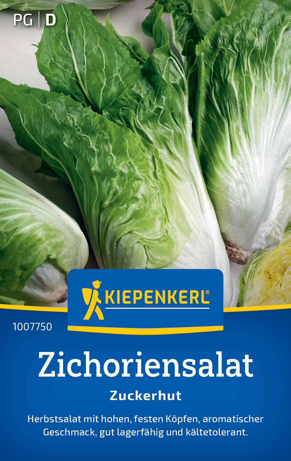 Zichoriensalat Zuckerhut Zichoriensalat Zuckerhut
