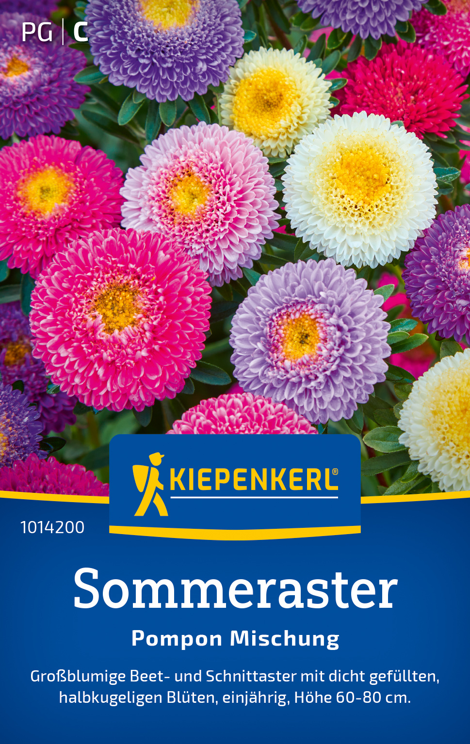 Sommeraster Pompon Mischung Sommeraster Pompon Mischung