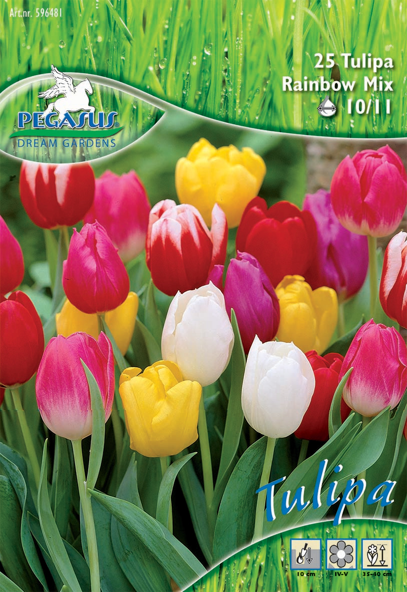 Pegasus Aktion Triumph-Tulpen Regenbogen Mix