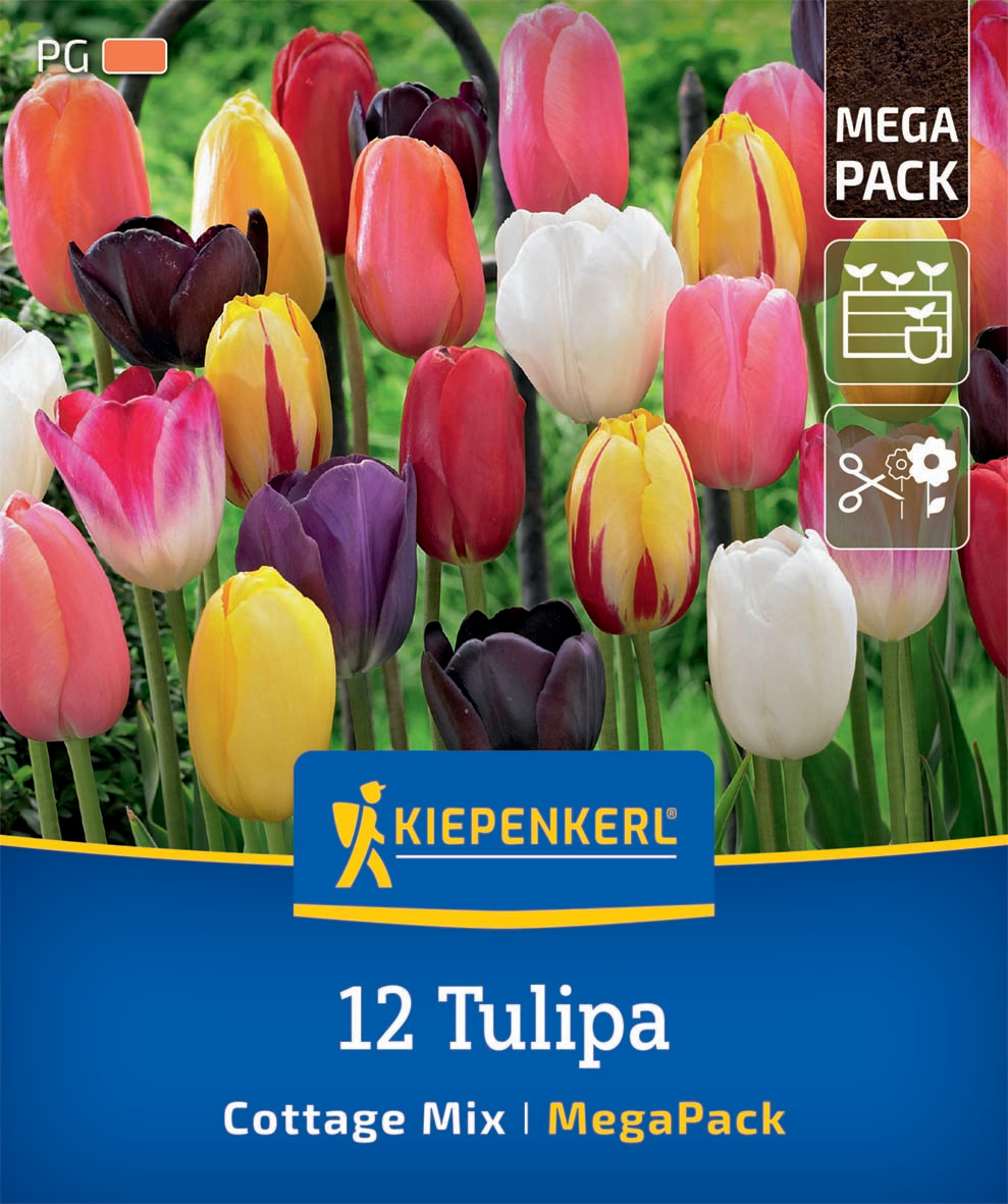 Mega-Pack Einfache späte Tulpen Cottage Mix