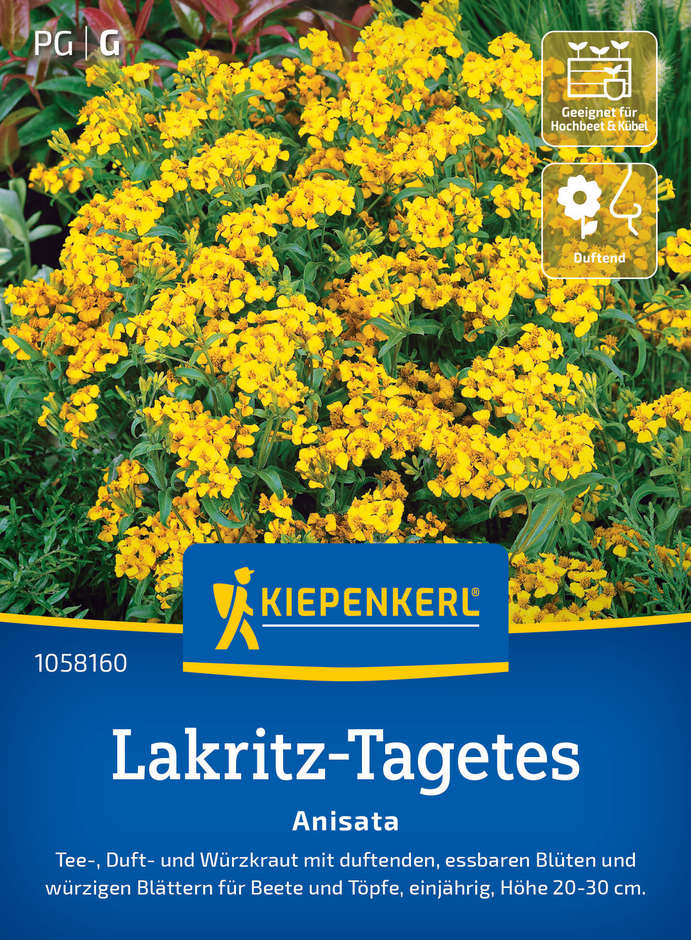 Lakritz-Tagetes Anisata Lakritz-Tagetes Anisata