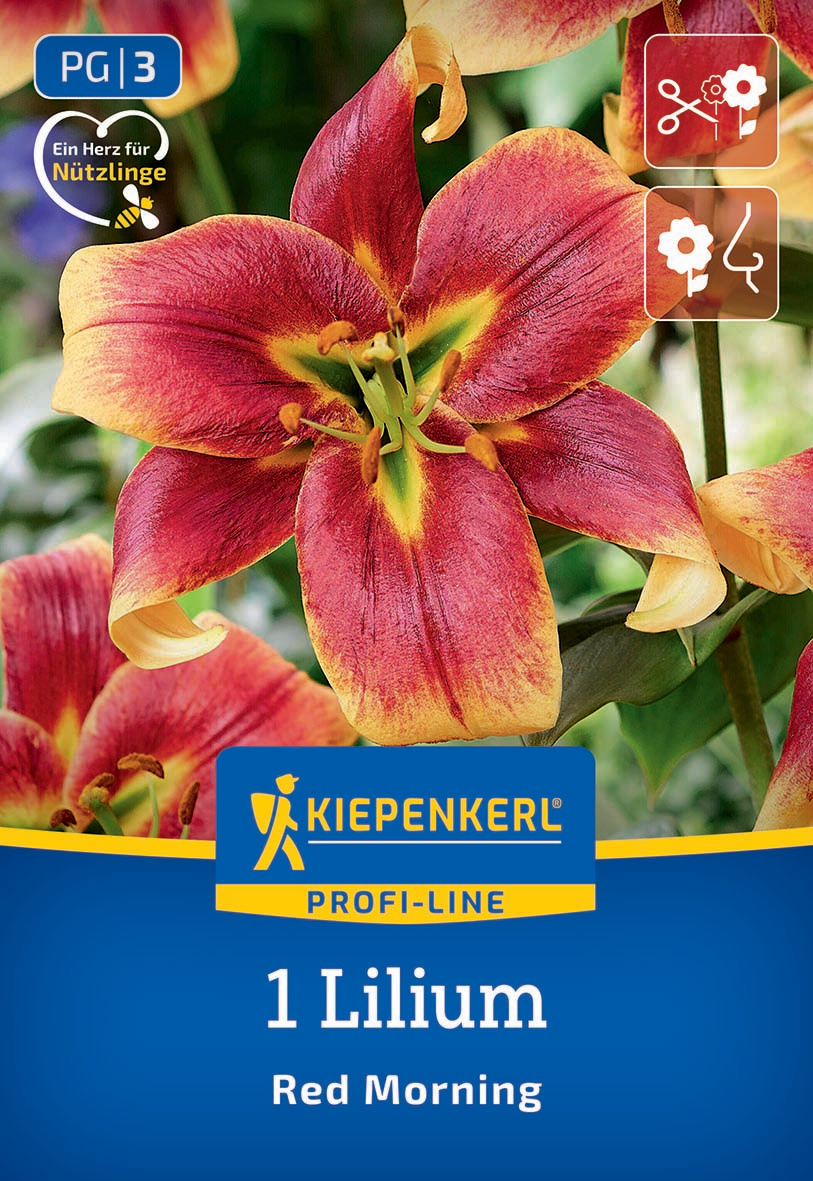 Baum-Lilie Red Morning Baum-Lilie Red Morning