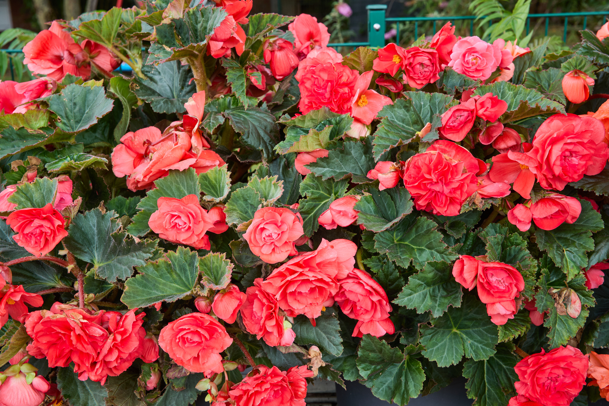 Begonien gefüllt Rosa