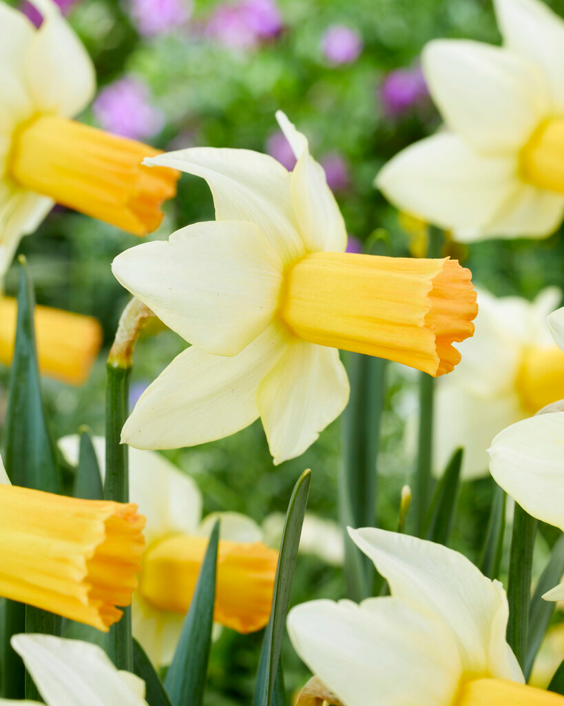 Cyclamineus-Narzissen Terry Cyclamineus-Narzissen Terry