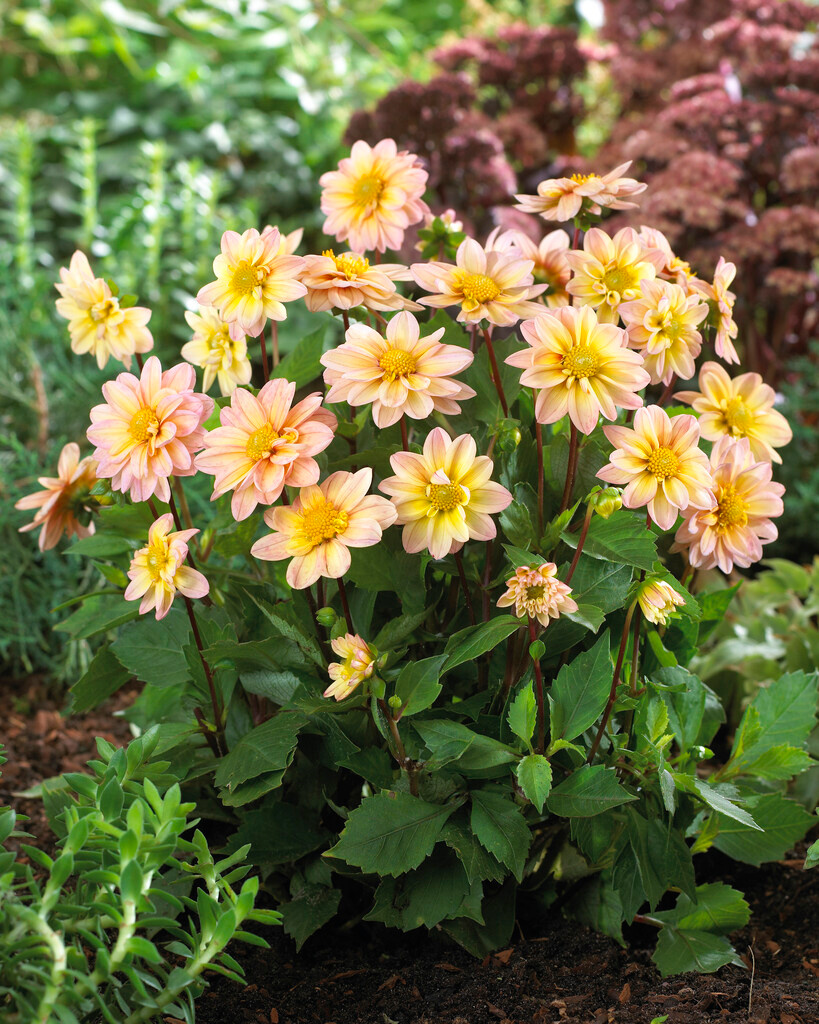 Dahlie Topmix Apricot