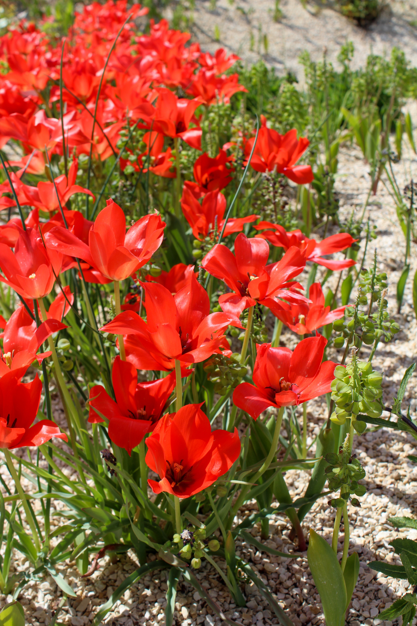 Botanische Tulpen T. linifolia (syn. T. batalinii) Botanische Tulpen T. linifolia (syn. T. batalinii)