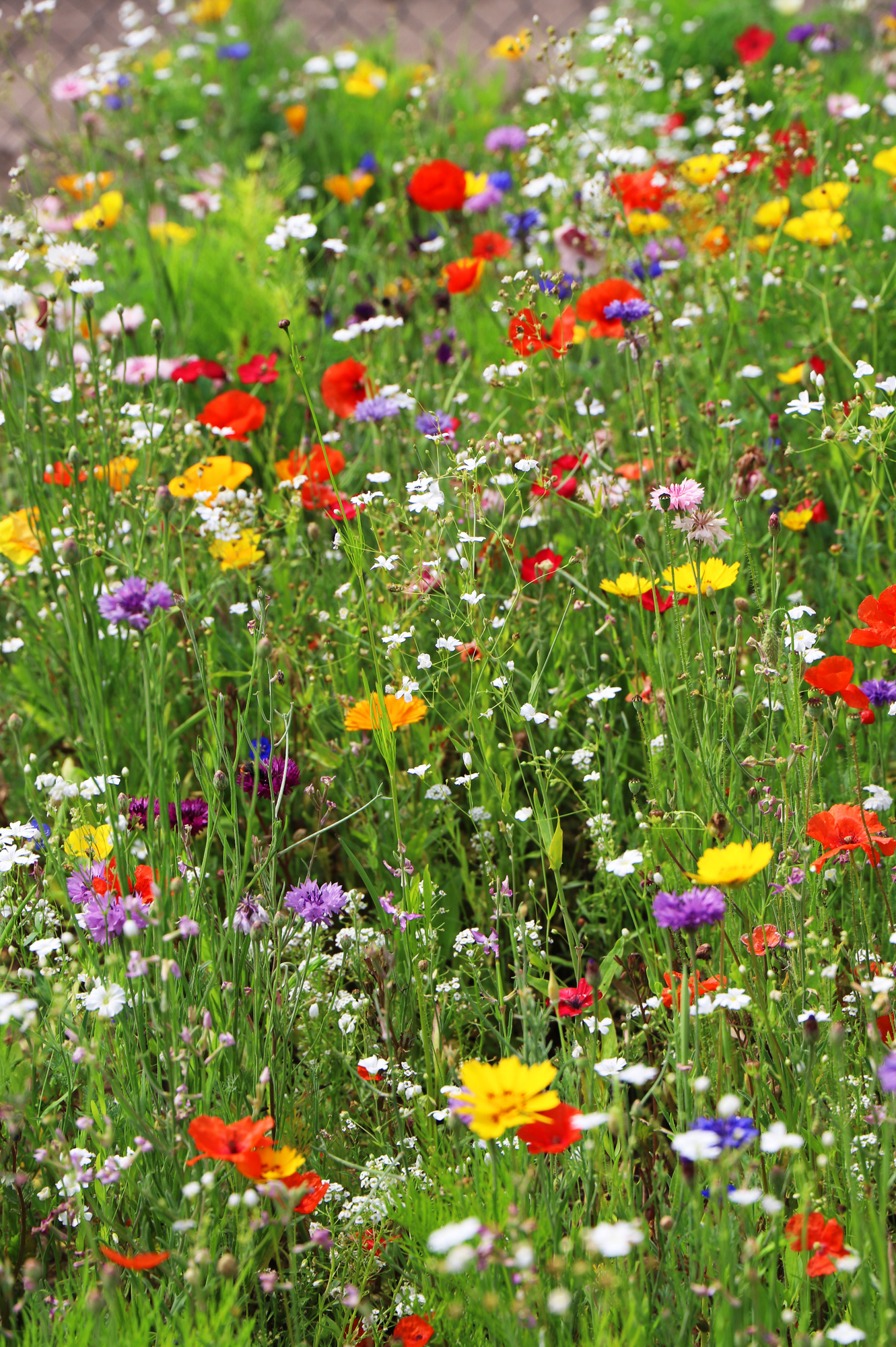 Reine Wildblumenmischung Reine Wildblumenmischung