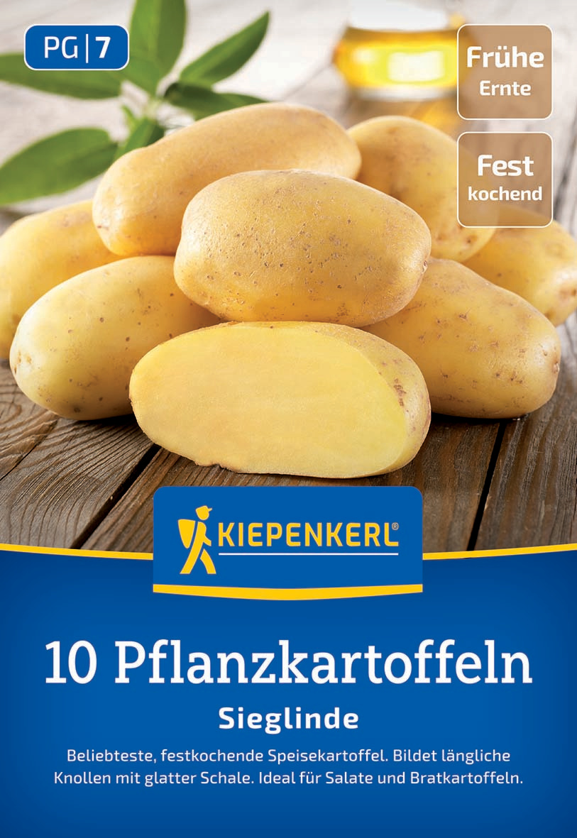 Pflanzkartoffel Sieglinde, 10 St Pflanzkartoffel Sieglinde, 10 St