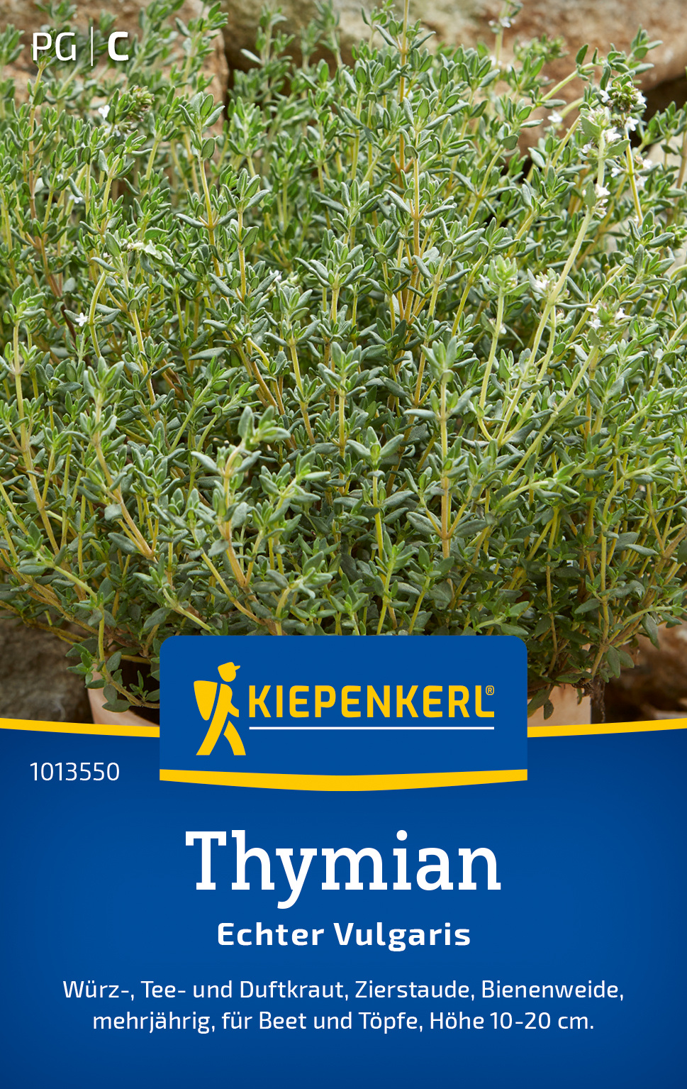 Thymian Echter Vulgaris Thymian Echter Vulgaris