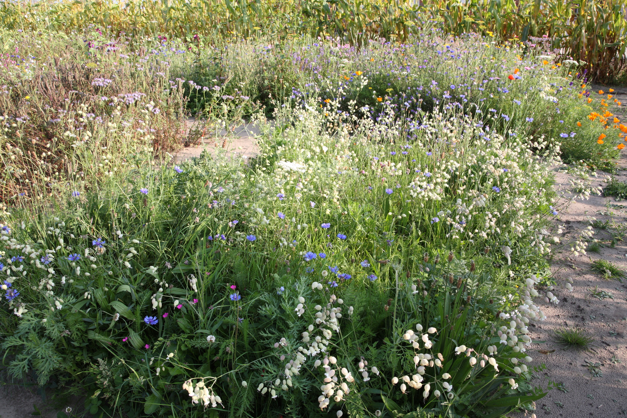 Blumenwiesen-Mischung nach LÖBF (Kleve-Kellen) Blumenwiesen-Mischung nach LÖBF (Kleve-Kellen)