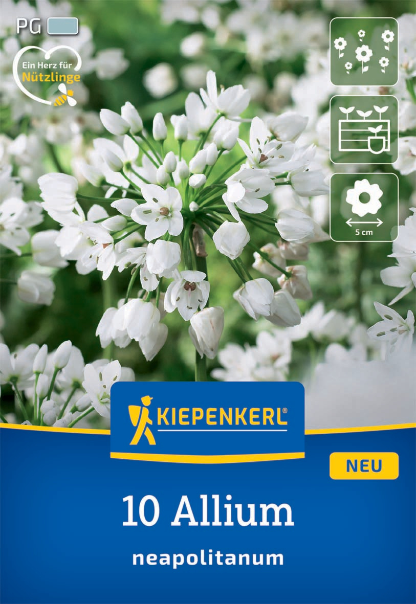Zierlauch A. neapolitanum