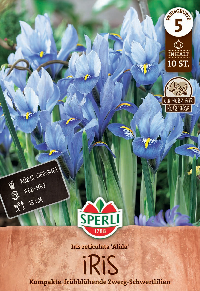 Zwerg-Iris Alida