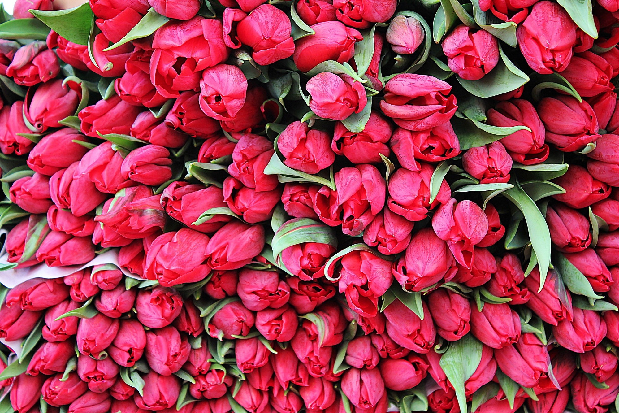 Schnitt-Tulpen Rot Schnitt-Tulpen Rot