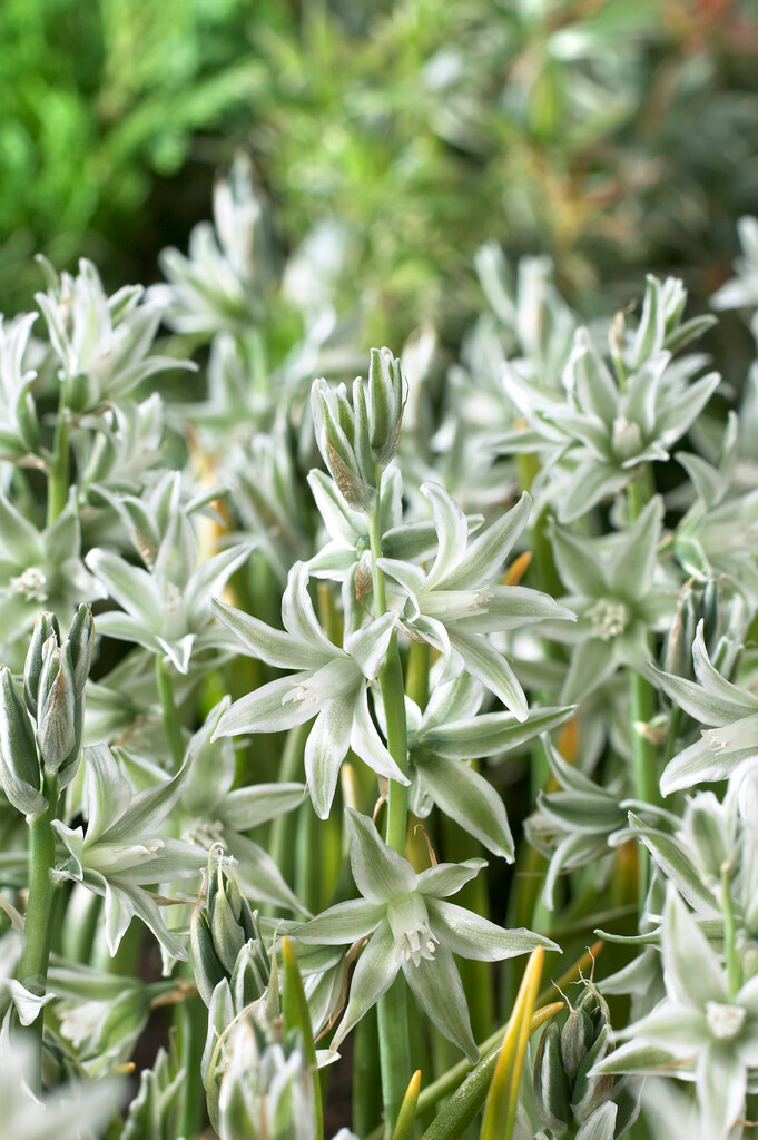 Ornithogalum nutans