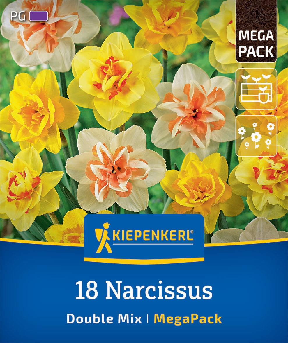 Mega-Pack Narzissen Gefüllte Mischung