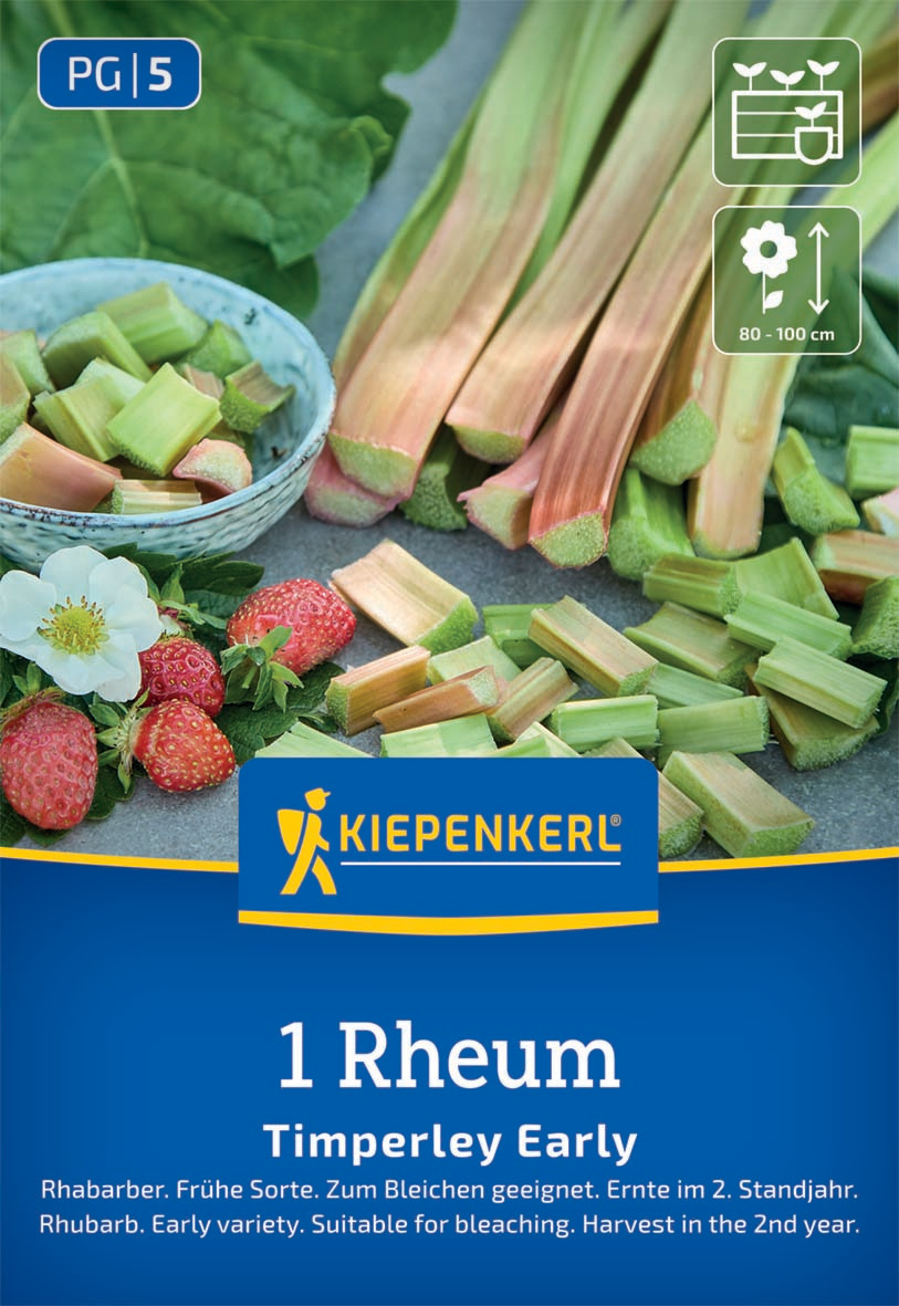 Rhabarber Timperley Early Rheum rhabarbarum Rhabarber Timperley Early Rheum rhabarbarum