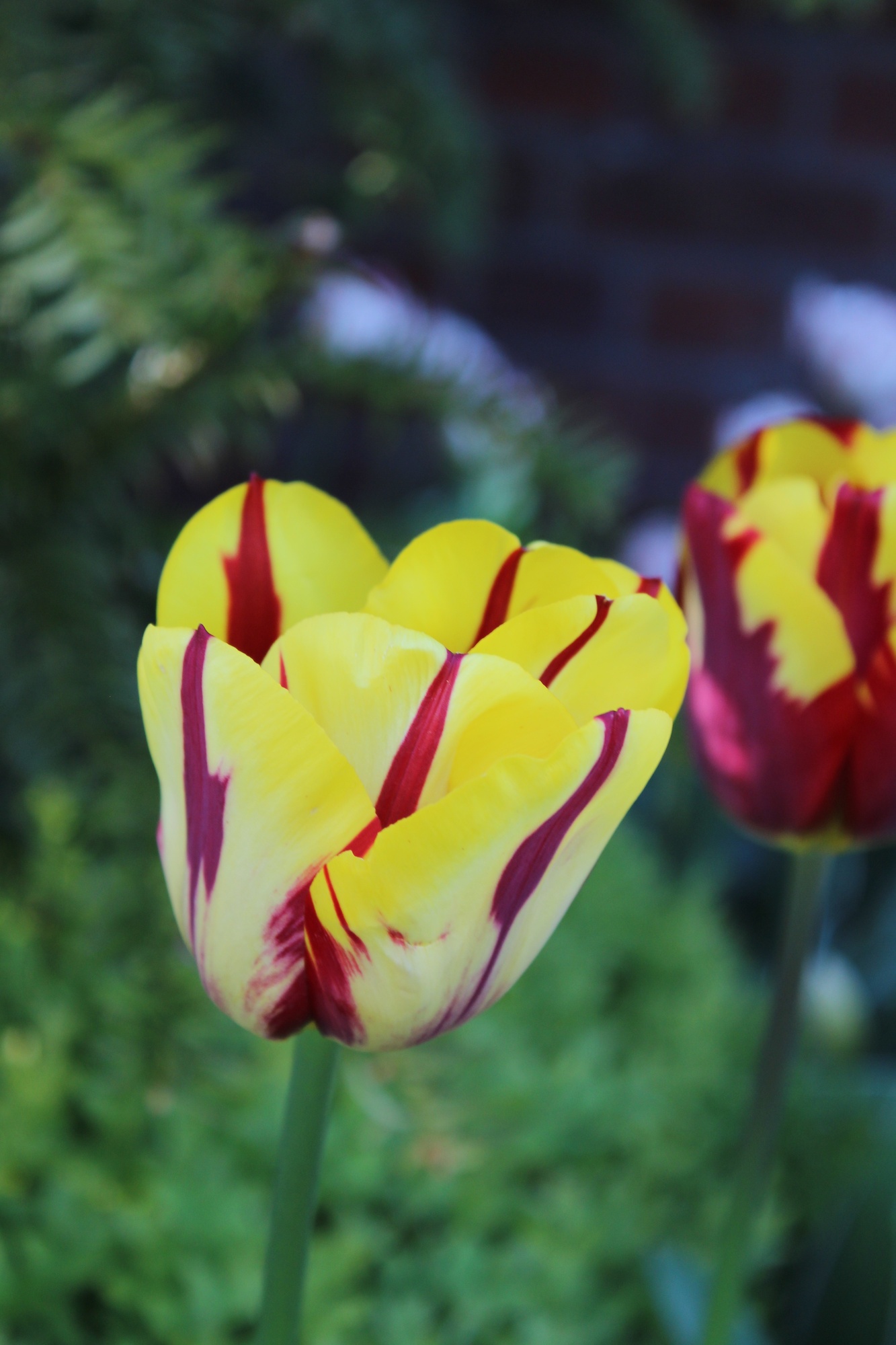 Triumph-Tulpen Helmar