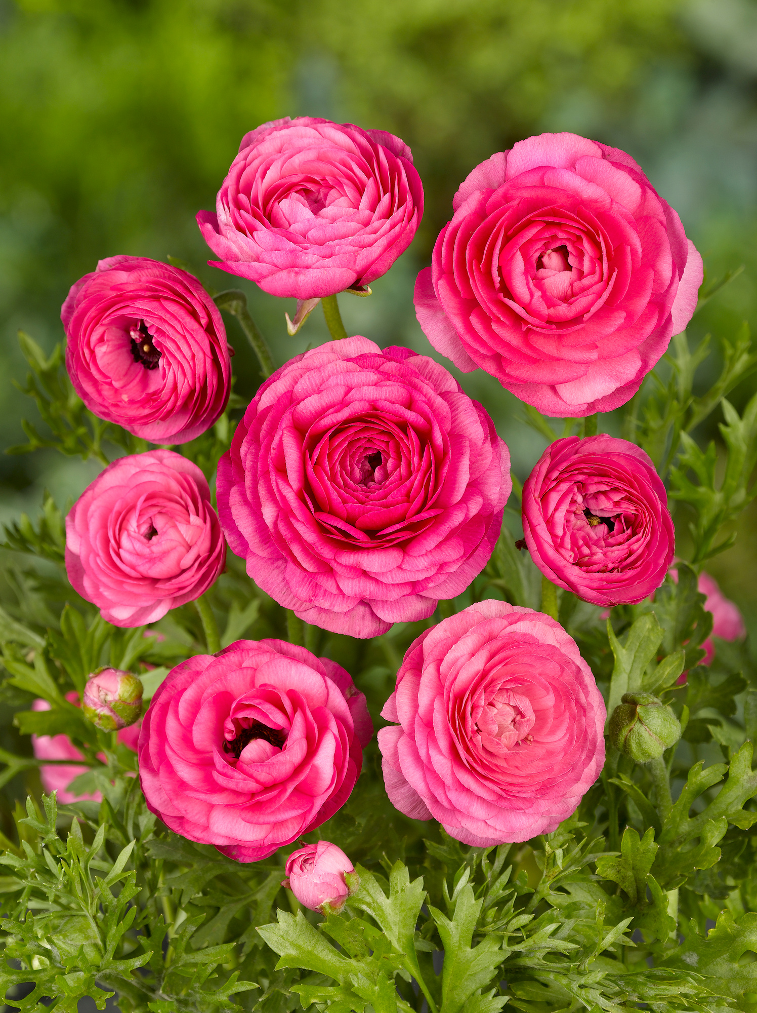 Ranunculus Aviv Dunkelrosa