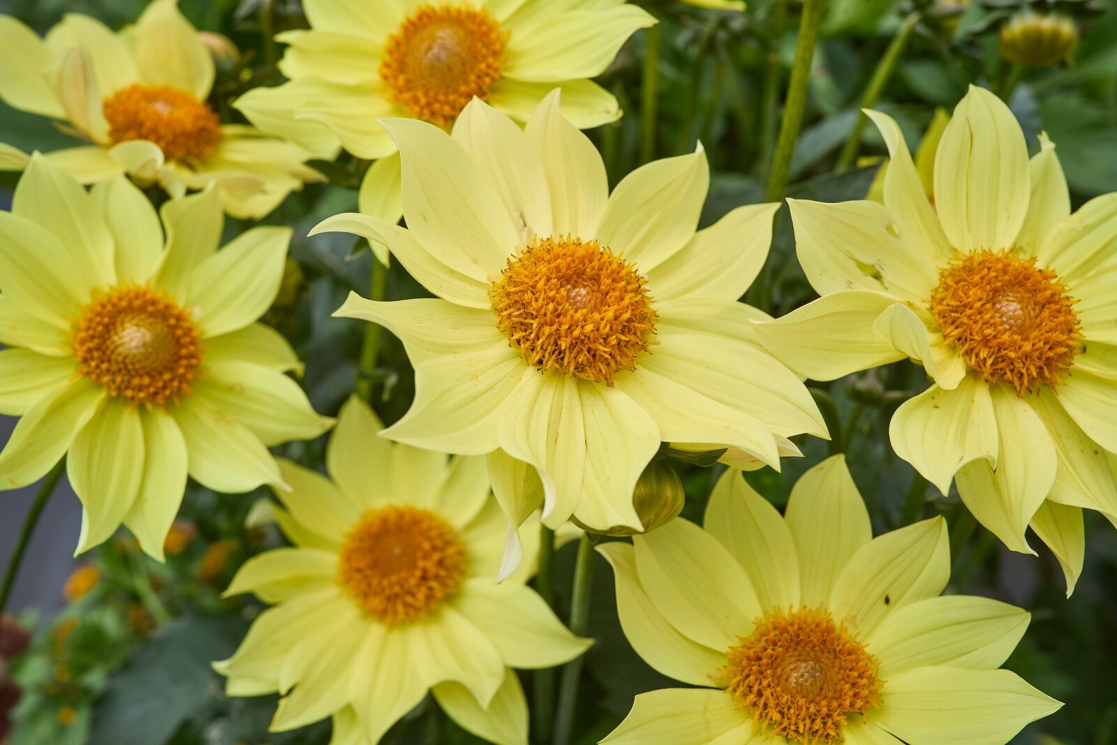 Einfachblühende Dahlien Tournesol