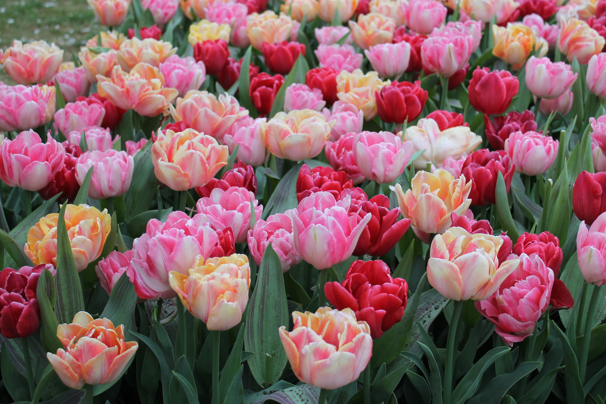 Tulpenmischung Foxtrot