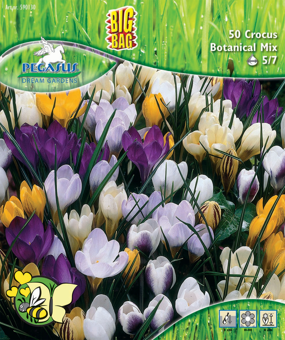 Pegasus BigBag Botanische Krokus Mischung Pegasus BigBag Botanische Krokus Mischung