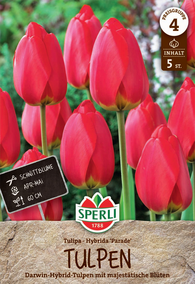 Darwin-Hybrid-Tulpe Parade